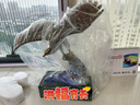 菲斯鉑亞高檔全銅老鷹擺件公司開(kāi)業(yè)禮品大展宏圖大鵬展翅高端大氣雄鷹展翅 款式一 曬單實(shí)拍圖