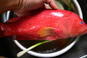 東海東星燕尾斑700-900g/條 新鮮活凍石斑魚(yú)深海燕尾斑海鮮水產(chǎn) 700-900g/條 曬單實(shí)拍圖
