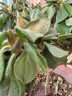 四季開花 西洋杜鵑花苗盆栽室內(nèi)庭院植物紫杜娟花樹映山紅帶花苞 紅杜鵑8年苗（帶花苞） 不帶盆 曬單實(shí)拍圖