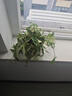 自然空間 ZRKONJN鉆石翡翠盆栽植物吊蘭垂吊室內(nèi)陽臺客廳辦公桌面 千層豎紋(小)翡翠鉆石 帶盆栽好 曬單實(shí)拍圖