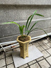 華香園蘭花建蘭 夏皇梅 八大名品之 濃香型辦公室內耐陰綠植盆栽花卉 夏皇梅2苗連體裸根 不帶花苞 曬單實(shí)拍圖