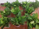 雙盟 綠蘿盆栽除甲醛花卉綠植辦公室新房凈化空氣110款10盆裝源頭直發(fā) 曬單實拍圖