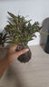 驅蚊竹柏水培植物大棵室內水養(yǎng)綠植花卉盆栽辦公室桌面驅蚊草好養(yǎng) 精選竹柏10棵+透明鉆石瓶+肥+石 曬單實拍圖