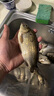 JCZS德國品牌魚(yú)餌通殺懶人顆粒狀餌料小藥垂釣野釣黑坑釣魚(yú)鯉魚(yú)鯽魚(yú) 腥香味大顆粒+小顆粒 各1瓶 曬單實(shí)拍圖