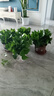 綠有意綠蘿盆栽室內(nèi)植物花卉綠植水培長(zhǎng)藤垂吊大葉綠籮新房家用吸除甲醛 180綠加侖吸水綠蘿4盆+壺+10肥 帶盆帶土發(fā)貨 曬單實(shí)拍圖