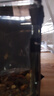 進口阿薩姆奶茶雷龍魚火背酒紅幻彩紅寶石幻藍鬼王黃金眼睛雷龍魚 進口幻彩藍寶石雷龍魚4-5厘米 曬單實拍圖