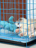 純種隕石邊牧幼犬邊境牧羊犬活體七白三通黑白金邊中型犬寵物小狗 血統級 隕石色 公 曬單實(shí)拍圖