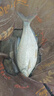 川澤伊勢(shì)尼魚(yú)鉤子線雙鉤成品綁好掛仕防纏繞鉤套裝野釣湖庫(kù)大物鰱鳙鉤 鉤5#線1.5#+鉤6#線2.0# 20副組合裝 曬單實(shí)拍圖