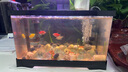 BARBAROUS GROWTH2025新款家用亞克力一體透明觀賞金魚(yú)缸小型客廳桌面塑料溪流造景 中號(hào)【底排缸】 黑色-【高清一體式魚(yú)缸】 曬單實(shí)拍圖