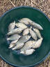 民間藝人大容量活魚(yú)袋多功能加厚折疊裝魚(yú)收納袋防臭防水釣魚(yú)護包 多功能活魚(yú)袋磨砂黑 曬單實(shí)拍圖