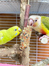 寵樂凱鸚鵡飼料鳥糧新黃谷子帶殼小米虎皮鸚鵡飼料玄鳳牡丹專用鳥食糧食 2.5kg 精選A級(jí)新糧【超值裝】 曬單實(shí)拍圖