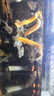 YEE凍干紅蟲魚食豐年蝦紅線蟲小型魚金魚孔雀魚燈魚斗魚飼料貼片 天然紅線蟲500ML 曬單實拍圖