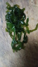 海帶絲鹽漬新鮮食材厚海白菜高泡發(fā)昆布絲結(jié)片 火鍋食材 涼拌蔬菜 海帶絲2500g/袋 曬單實(shí)拍圖