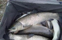 野營(yíng)者29升帶輪防刮釣箱全套新款多功能釣魚(yú)箱魚(yú)桶垂釣保溫臺(tái)釣箱 29L 無(wú)輪單炮臺(tái)【雙軌道標(biāo)準(zhǔn)款+方盒+支架】 曬單實(shí)拍圖