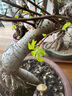 小葉榆樹(shù)盆景提根微盆栽植物辦公室掌上盆景 榆樹(shù)微小造型根1棵 曬單實(shí)拍圖