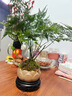 貴秘書【精品】文竹盆栽植物室內(nèi)凈化空氣辦公室綠植花卉盆栽盆景小盆栽 老樁翠綠文竹+紫沙舍得盆+青苔+方底座 曬單實(shí)拍圖
