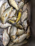 小鳳仙理想線組釣魚主線組進口魚線套裝3卷成品尼龍主線5.4m2.0號 曬單實拍圖