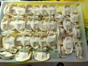 灣仔碼頭大白菜豬肉水餃1320g66只早餐速食半成品面點(diǎn)速凍餃子 曬單實拍圖