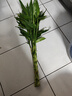 富貴竹水培植物轉(zhuǎn)運竹花卉綠植室內(nèi)盆栽客廳招財帶根大竹子水養(yǎng) 富貴竹70厘米10顆【不含瓶】 曬單實拍圖
