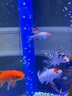招財錦鯉魚觀賞魚 冷水魚活魚招財魚好養(yǎng)耐活 風水富貴魚 精品錦鯉隨機多種顏色10條 8-10厘米 曬單實拍圖
