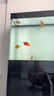 漢霸超白玻璃魚缸 生態(tài)底濾循環(huán)系統(tǒng) 魚缸客廳 家用智能懶人 水族箱 黑+黑 靠墻款1.5米長x40cm寬x75cm+80cm高 曬單實拍圖