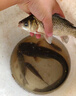 釣魚王池戰(zhàn)鯽魚散炮黑坑專用餌料專攻鯽魚立體誘魚工程大板鯽秒捏 800g 曬單實拍圖