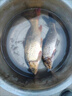 七星漂線組套裝成品傳統(tǒng)釣魚浮漂魚線漂套裝全套綁好高靈敏度斑點(diǎn) 5.4米子線夾款【6卷】送10付雙鉤 0.8號【無損原絲】 曬單實拍圖