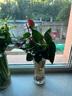 種花迷水培植物粉掌盆栽水養(yǎng)紅掌鮮花綠植辦公室內(nèi)面好養(yǎng)活四季開花卉 【粗根帶花】特級(jí)粉掌2-3棵+營(yíng)養(yǎng) 曬單實(shí)拍圖