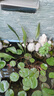桐汝壁網(wǎng)紅一葉蘭綠植水培綠植物四季常青適合水養(yǎng)的花懶人客廳擺件室內(nèi) 水培一葉蘭約60cm6棵植物 曬單實(shí)拍圖