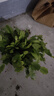 蟹爪蘭盆栽帶花苞帶盆多色花苗綠植物室內(nèi)四季開花卉好養(yǎng)螃蟹抓蓮 混色28顆(帶花苞顏色隨機(jī)發(fā)貨) 含盆 曬單實(shí)拍圖