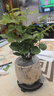 開時果 茉莉花盆栽帶花苞 花卉植物桌面綠植好養(yǎng)盆景擺件源頭直發(fā)包郵 茉莉花+雪梨盆+圓底座 曬單實拍圖