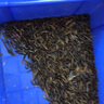 面包蟲黃粉蟲寵物鳥類魚類活飼料零食面包蟲批發(fā)活的面包蟲 1000條 曬單實拍圖