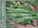 壽禾 樟樹港辣椒種子種苗湖南特辣秋季蔬菜籽 壽禾樟樹港辣椒種子15粒 曬單實拍圖