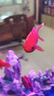 黃金龍鳳錦鯉白金烏金錦鯉大型觀賞魚好養(yǎng)耐活淡水金魚活魚草金魚 【12-14cm】紅金龍鳳錦鯽 3條 曬單實(shí)拍圖