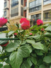 寶御安爬藤月季花苗薔薇花苗藤本月季四季開(kāi)花藤曼玫瑰濃香爬藤植物花卉 粉色龍沙寶石 1米-1.3米高大苗 曬單實(shí)拍圖