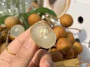 山姆伯伯廣東新鮮龍眼桂圓【多地次日達(dá)】年貨禮盒水果禮盒中秋禮品 凈2.5斤裝【較劃算-20%選】 【蜜甜】茂名·石硤龍眼 曬單實(shí)拍圖