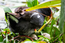 適馬（SIGMA）60-600mm F4.5-6.3 DG DN OS｜Sports 全畫幅微單 超遠攝變焦鏡頭 人像打鳥（L卡口） 曬單實拍圖