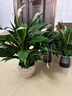 【熱銷款】白掌一帆風(fēng)順盆栽水培植物室內(nèi)花綠植紅掌發(fā)財樹吸甲醛 特級白掌帶花+繁星自吸盆 曬單實拍圖