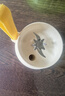 小熊（Bear）榨汁杯 無(wú)線榨汁機(jī)小型 便攜式可碎冰果汁機(jī)水果攪拌機(jī) 家用多功能隨行杯 雙杯國(guó)家補(bǔ)貼 LLJ-K04V2 曬單實(shí)拍圖