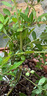 虹越（HONGYUE）藍莓果苗盆栽苗 南方北方庭院陽(yáng)臺種植果樹(shù)苗HN 【中大苗】“追雪”小2加侖 曬單實(shí)拍圖