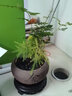 勤凱文竹盆栽盆景植物室內(nèi)客廳花卉辦公室桌面綠植好養(yǎng)四季常青大盆栽 造型文竹+紫砂舍得盆+黑金沙+圓 帶盆栽好【送肥料】 曬單實(shí)拍圖