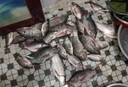 魚(yú)誘羅非魚(yú)餌料野釣黑坑專(zhuān)用主攻大羅非魚(yú)腥奶香味餌料四季通殺誘魚(yú)劑 1瓶【默認發(fā)腥香型】 曬單實(shí)拍圖