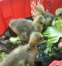 潮汕獅頭鵝苗正宗一斤汕頭小獅頭鵝活苗特大種純種獅頭鵝成年幼苗 拍4送1只路損【共5只 3兩左右】 曬單實拍圖