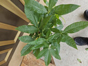 京東綠植發(fā)財樹(shù)盆栽水培桌面綠植物擺件招財三桿辦公室內帶盆花卉源頭直發(fā) 曬單實(shí)拍圖