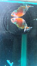 金魚（Jinyu）【精品高質(zhì)】蘭壽金魚淡水錦鯉觀賞魚國粹耐活好養(yǎng) 蘭壽+泰獅+頂紅 各1條4-5CM 曬單實拍圖