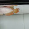 印尼紅龍魚活體魚辣椒紅龍超血紅龍金龍魚活魚龍魚小魚熱帶觀賞魚 賽級——血艷紅龍【包發(fā)色】 16-18cm【證書芯片齊全】包發(fā)色 曬單實拍圖