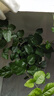 開時果 茉莉花盆栽濃香型 桌面綠植物陽臺花卉樹苗盆景擺件源頭直發(fā)包郵 精品茉莉花5-10株【加侖盆】 曬單實拍圖