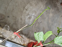 香蜜百香果苗1個(gè)1斤重大果純甜爬藤庭院盆栽地栽耐寒四季當年結果 4棵20-30厘米(5-6個(gè)月結果) 曬單實(shí)拍圖