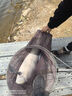 佳釣?zāi)岷Ｌ男驴钶p量大物竿鰱鳙魚竿手桿鰱鳙竿極輕量大物竿臺(tái)釣竿 8.1m 海棠大物竿 輕量大物竿 曬單實(shí)拍圖