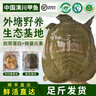 祺盛甲[特級公甲魚(yú)]潢川地標吊水瘦身仿野養生態(tài)甲魚(yú)馬蹄鱉水魚(yú)中華鱉 公甲魚(yú)2.4-2.7斤（足三年+吊水） 曬單實(shí)拍圖